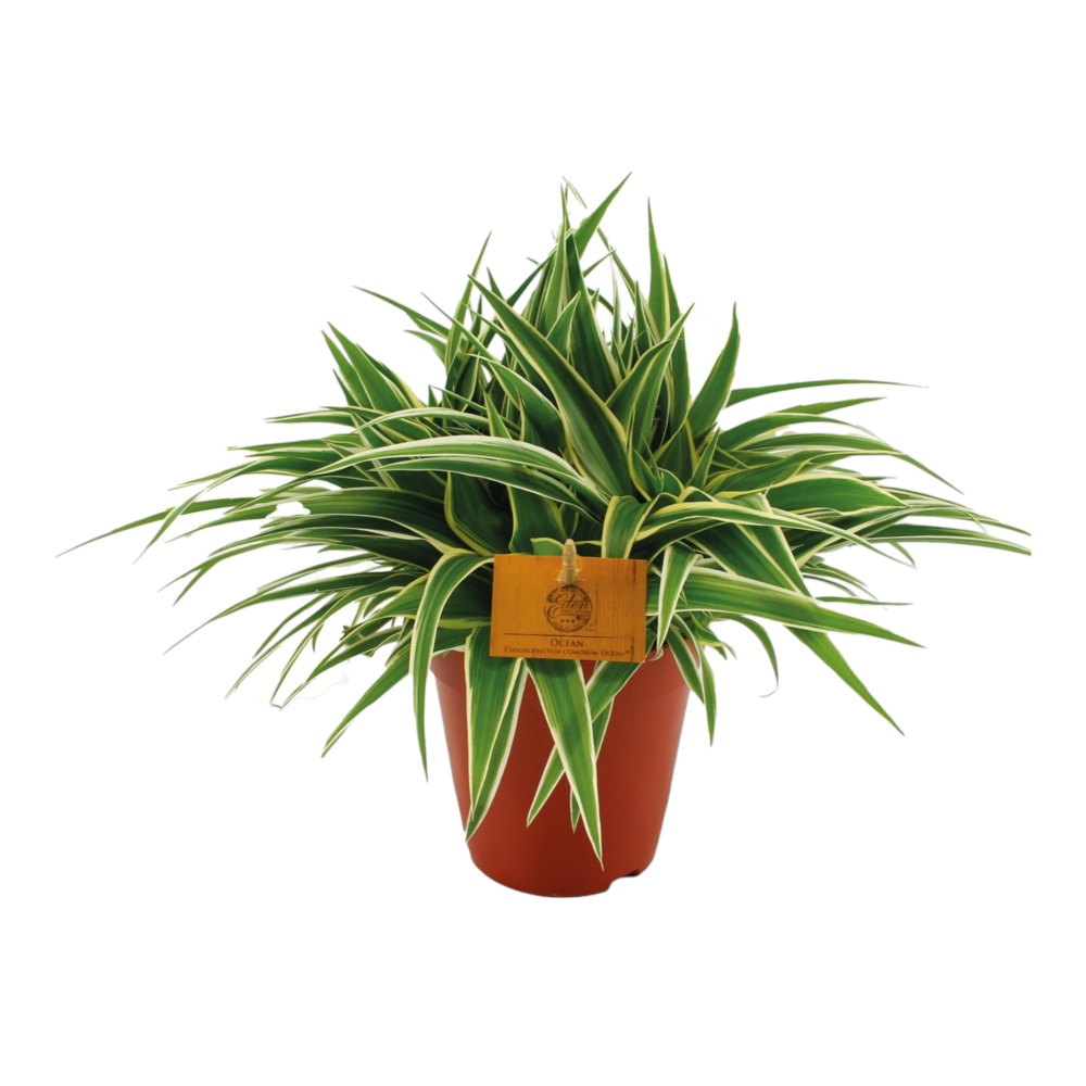 Plante d'intérieur - chlorophytum 'ocean' 25.0cm