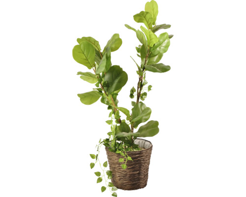 Lafiora mand, waterhyacint, 30 cm hoog, 27 cm hoog