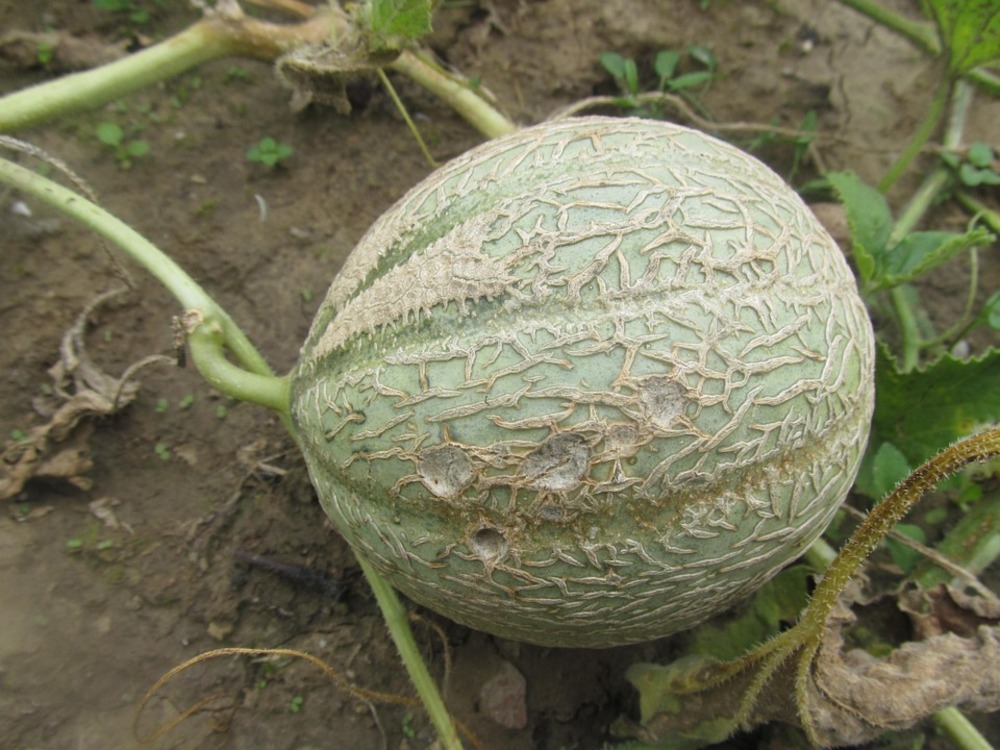 Sachet de graines de melon stellio - sachet de 0,2 grammes - petite entreprise française - made in france