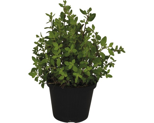 Oregano FloraSelf Origanum vulgare 'Crete' Ø 12 cm pot