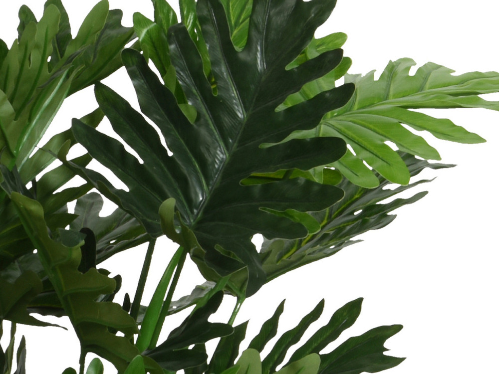 Philodendron en pot plastique