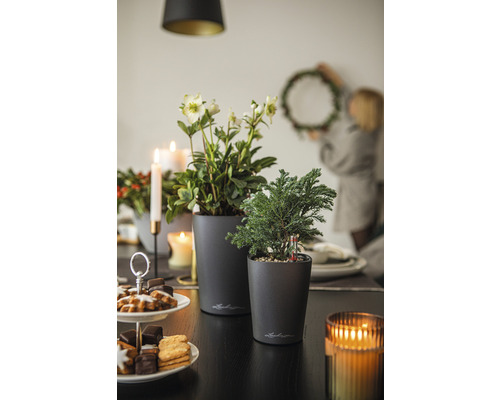 Lechuza Deltini kunststof bloempot Ø 14 H 18 cm antraciet incl. zelfbewateringssysteem en waterniveau-indicator