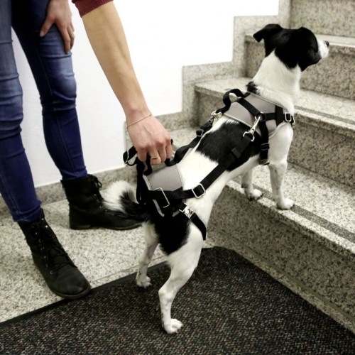 Cinto de segurança cinza para cães em carro