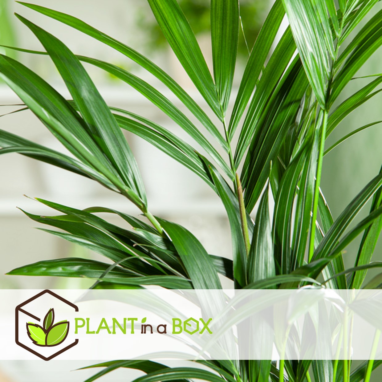Howea forsteriana - kentia - pot 21cm - hauteur 130-140cm