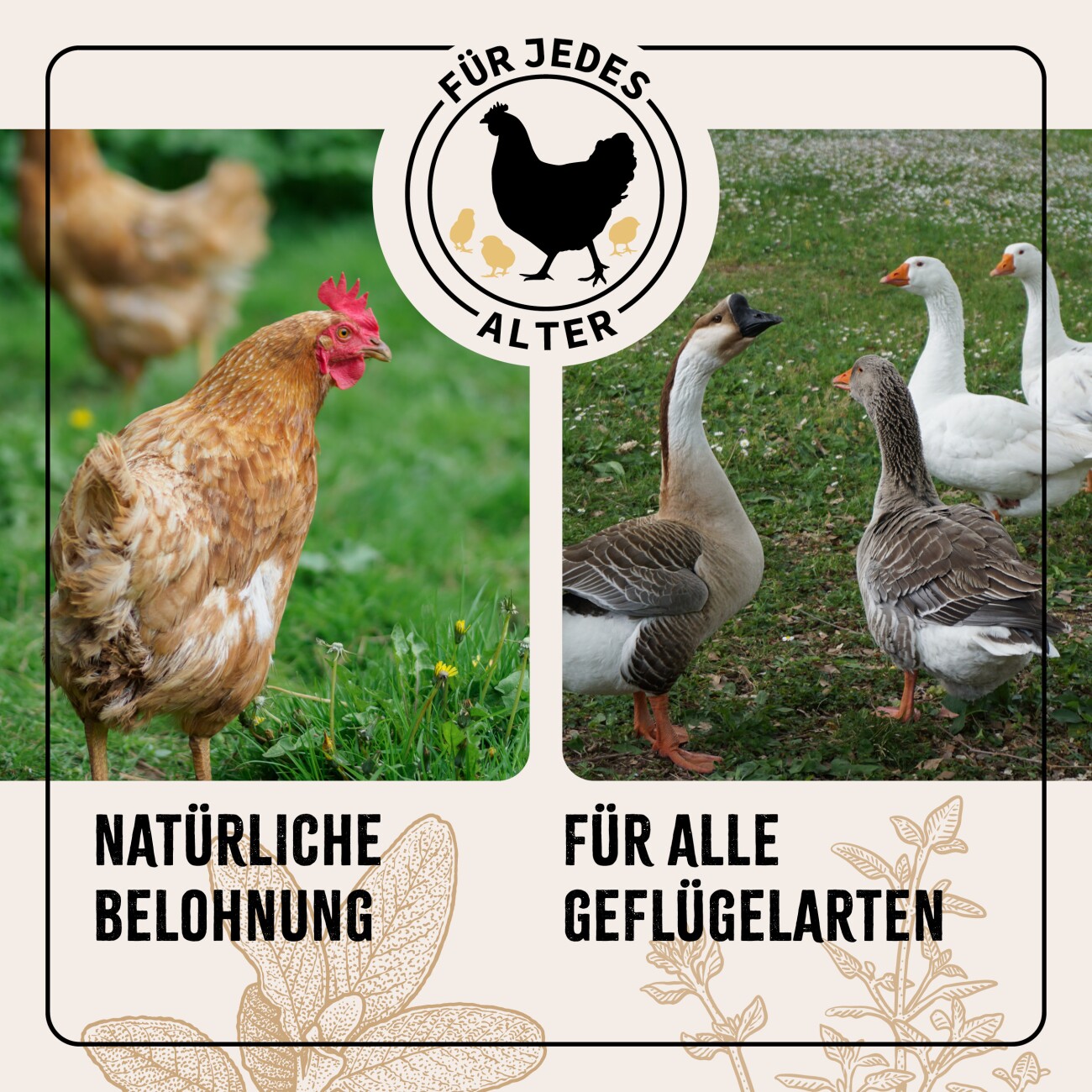 AniForte Hühner Wohlfühlkräuter 0,5kg
