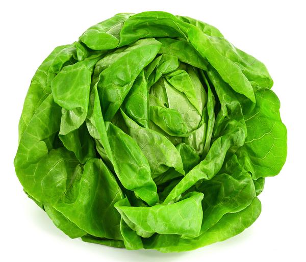Kopfsalat, 12er Schale