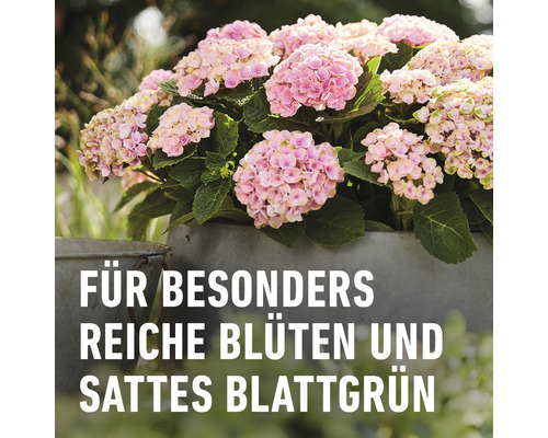 COMPO Biologische Bloemenmeststof 1,3 L Vloeibare Meststof met Kalium, Organische Meststof