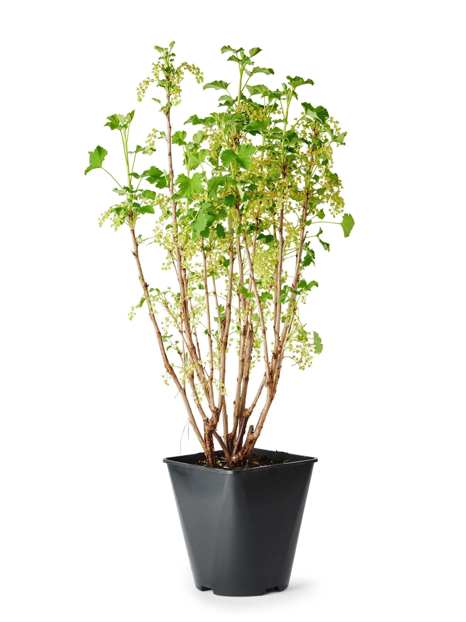 Ribes rubrum 'Jonkheer van Tets' 4,5L Rips Rød 'Jonkheer van Tets' Ø22 cm