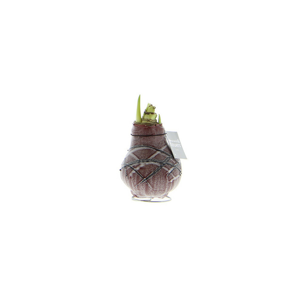 Exotenherz - oignon amaryllis ciré - van gogh - étoile de chevalier - aucun soin nécessaire, motif rouge