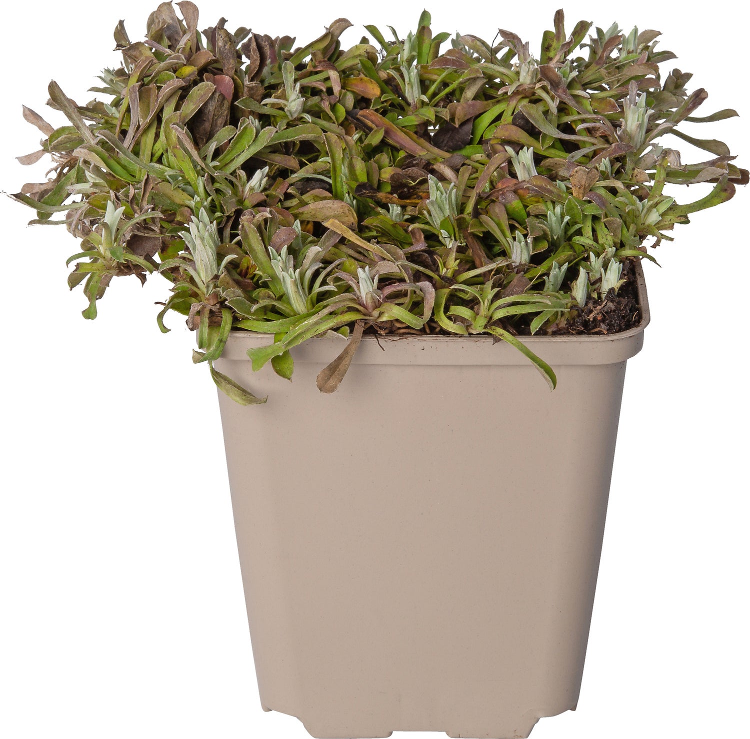 Rozenkransje (Antennaria dioica 'Rubra') D 9 H 10 cm