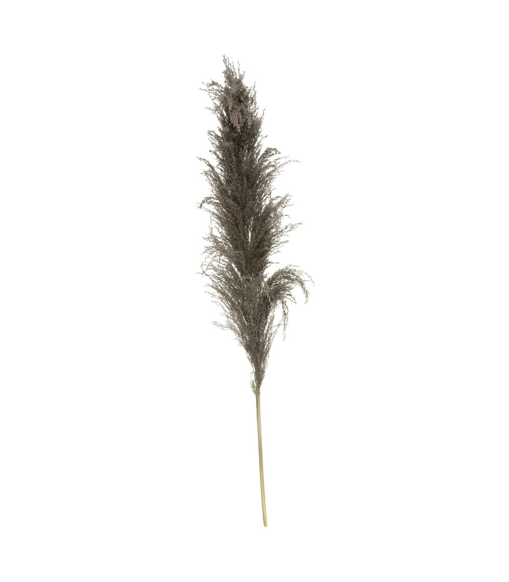 Set de 3 branches de pampa séchée brune h 109 cm