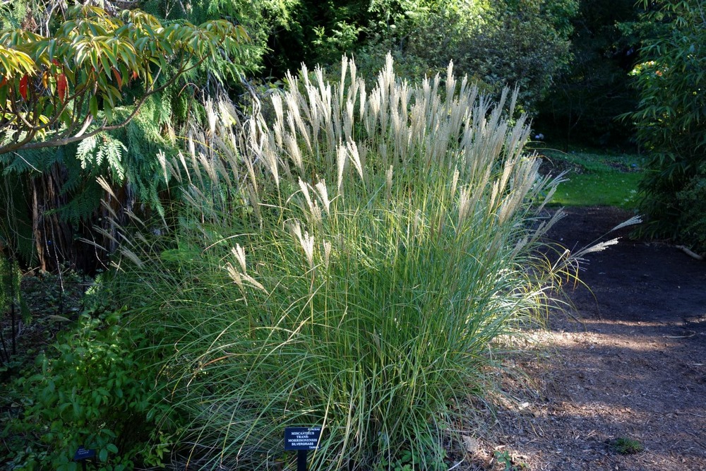 Roseau de chine - 200 graines - miscanthus sinensis