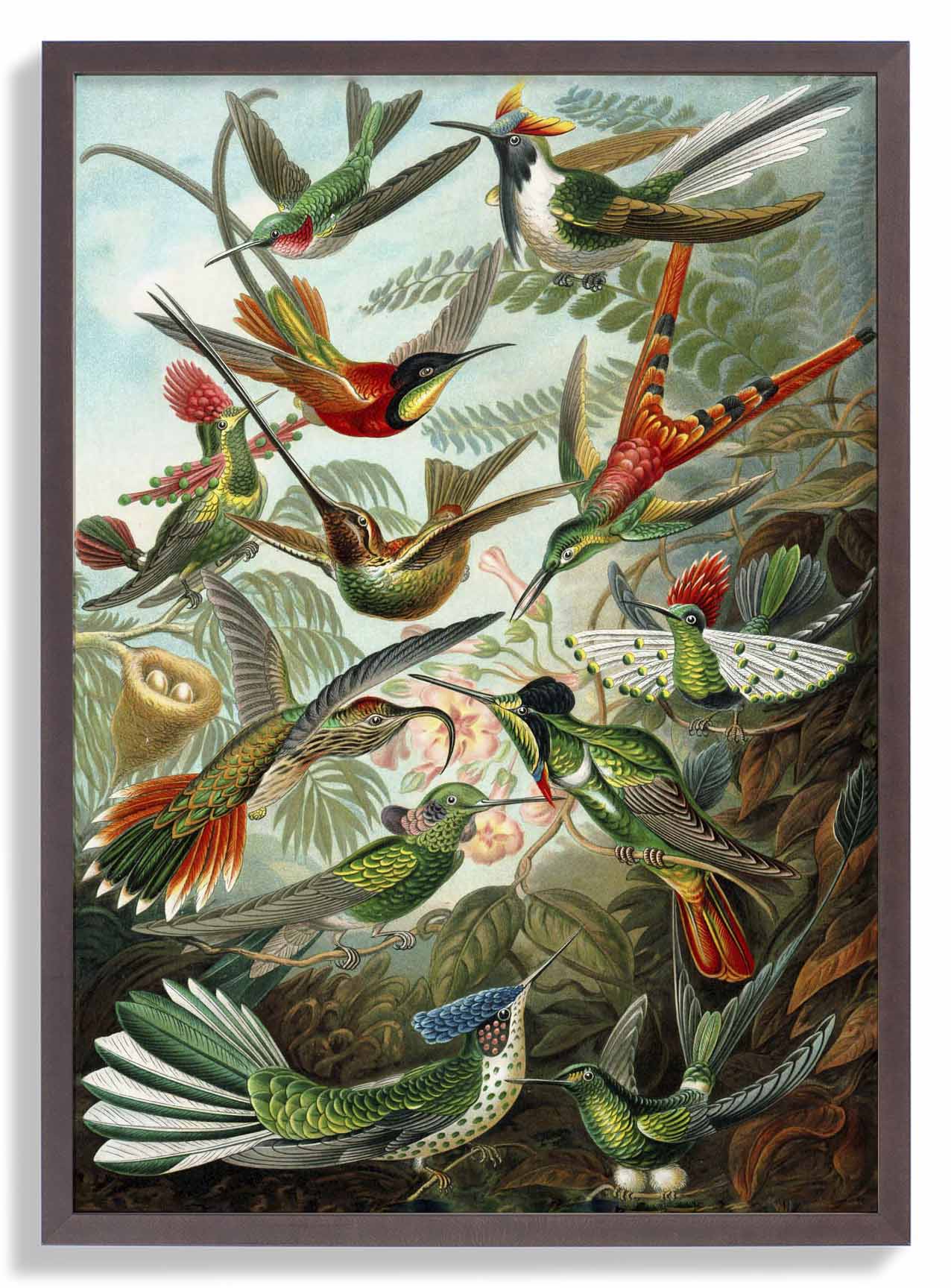 Paradiesvögel von Ernst Haeckel