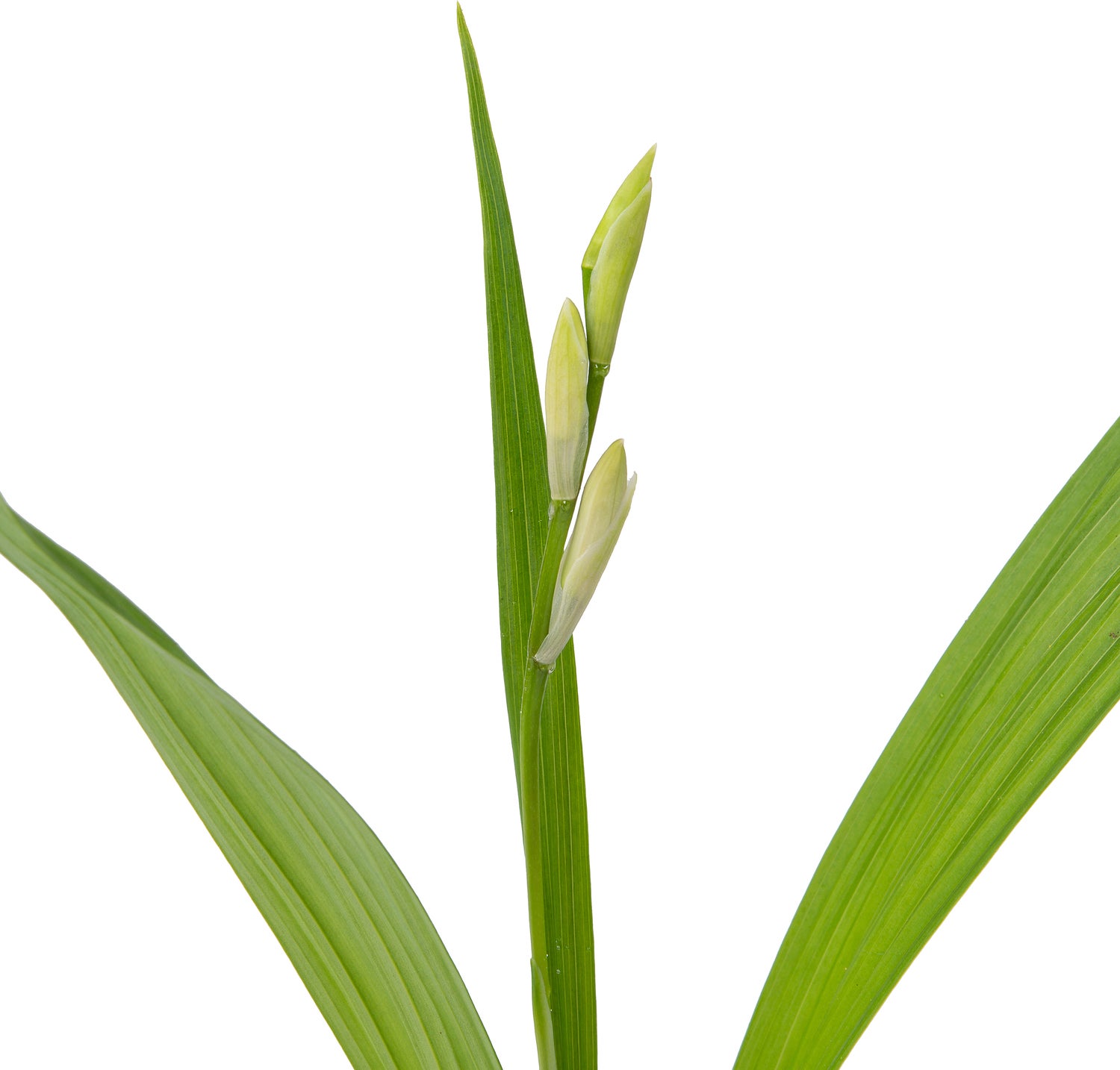 Japanse Orchidee (Bletilla striata 'Alba') D 9 H 20 cm