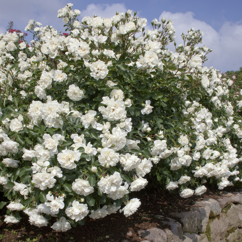 Rosier blanc meillandecor ® meicoublan le pot de 2l