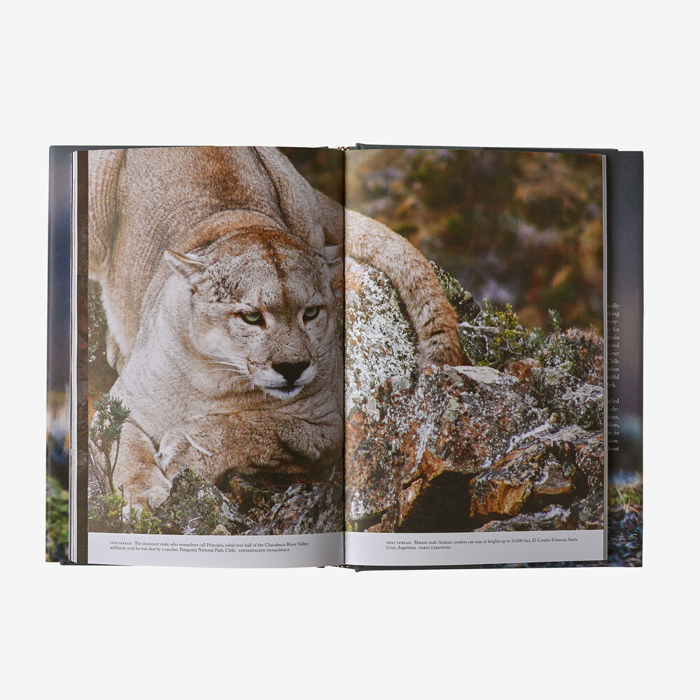 Der Weg des Pumas: Die bemerkenswerte Widerstandsfähigkeit des Berglöwen (gebundenes Buch)