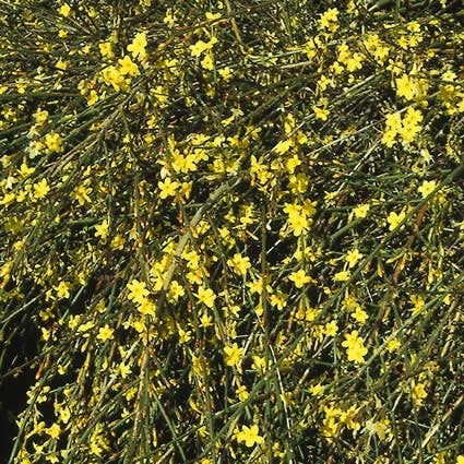 Winterjasmijn (Jasminum nudiflorum) H 10 cm 50cm