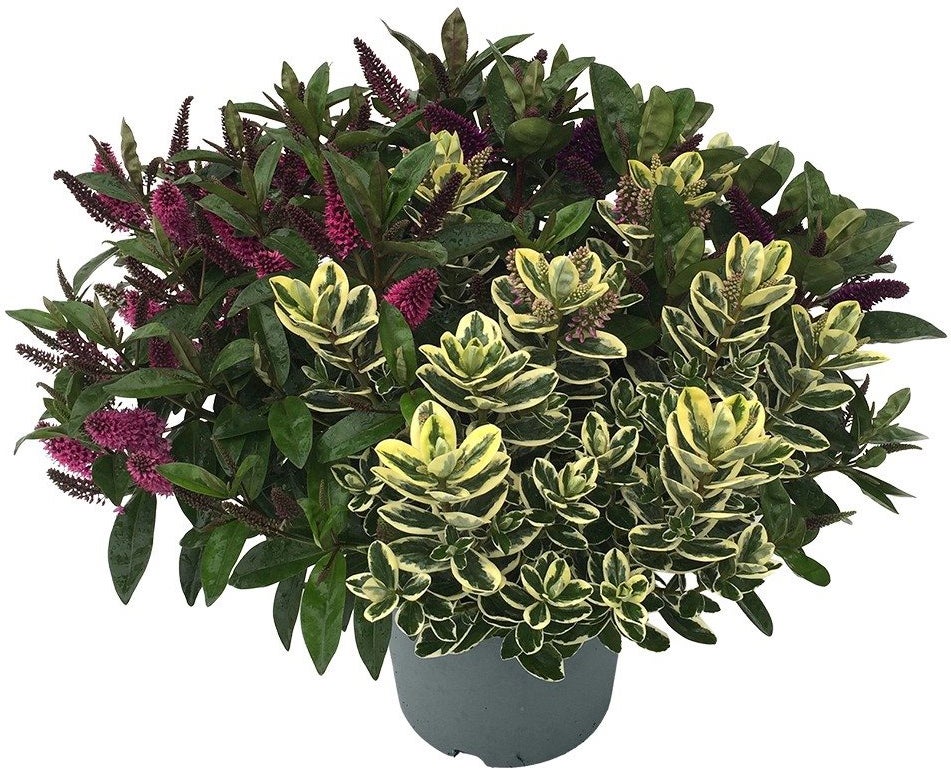 Struikveronica (Hebe 'Addenda Donna Trio') D 23 H 45 cm