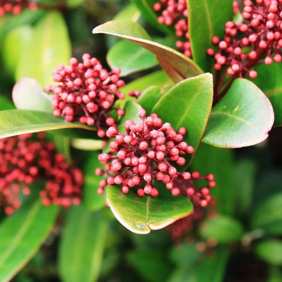 Skimmia - Set van 2 - Skimmia japonica 'Rubella' - Hoogte 35-45cm - ⌀15cm