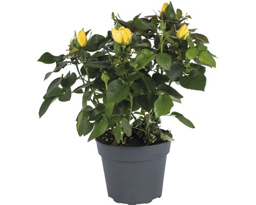 Kamerroos FloraSelf Rosa hybride 'Elouise' H 20-25 cm Ø 13 cm pot geel