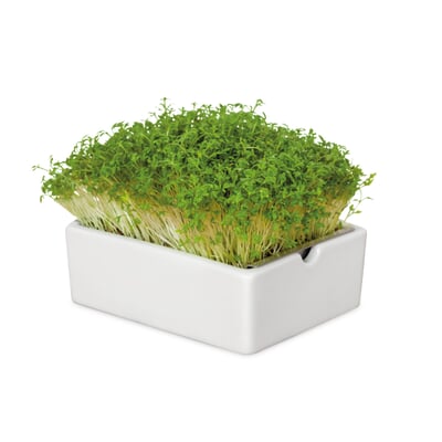 Anzuchtset Microgreens
