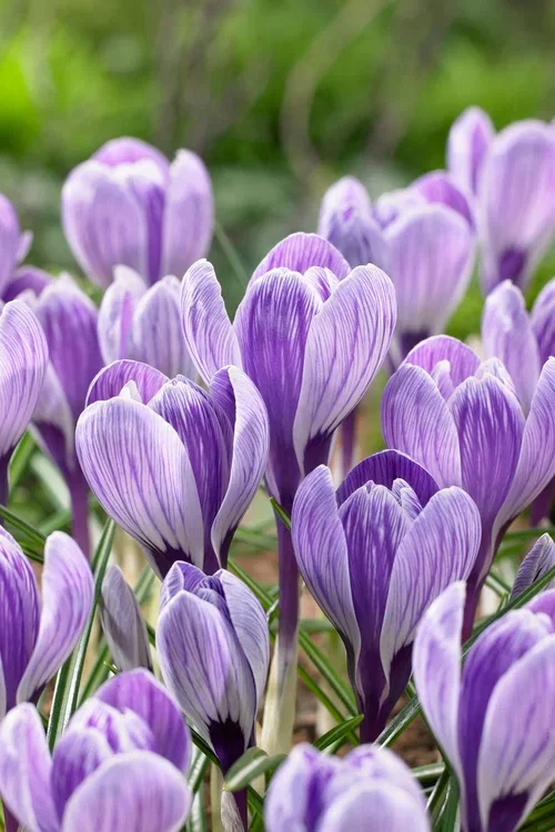 Crocus vernus 'King of the Striped Krokus 'King of the Striped'