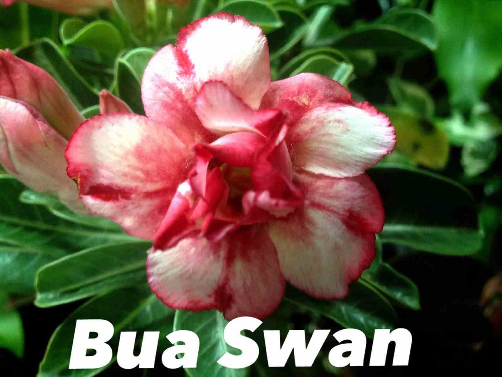Adenium obesum cv.bua swan jaune et rouge - taille caudex d'environ 2000g 25/30cm très gros caudex