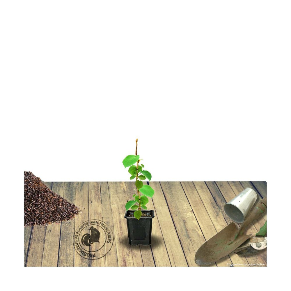 Kiwi chinensis hayward (femelle)/actinidia chinensis hayward (femelle)[-]godet - 5/20 cm