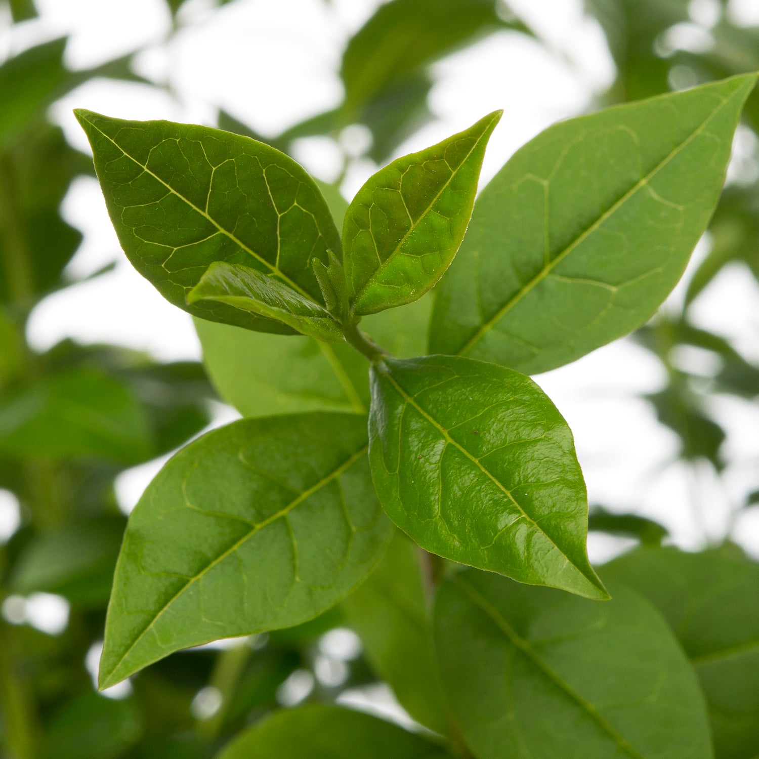 Wilde liguster met kluit (Ligustrum vulgare) H 60-80 cm