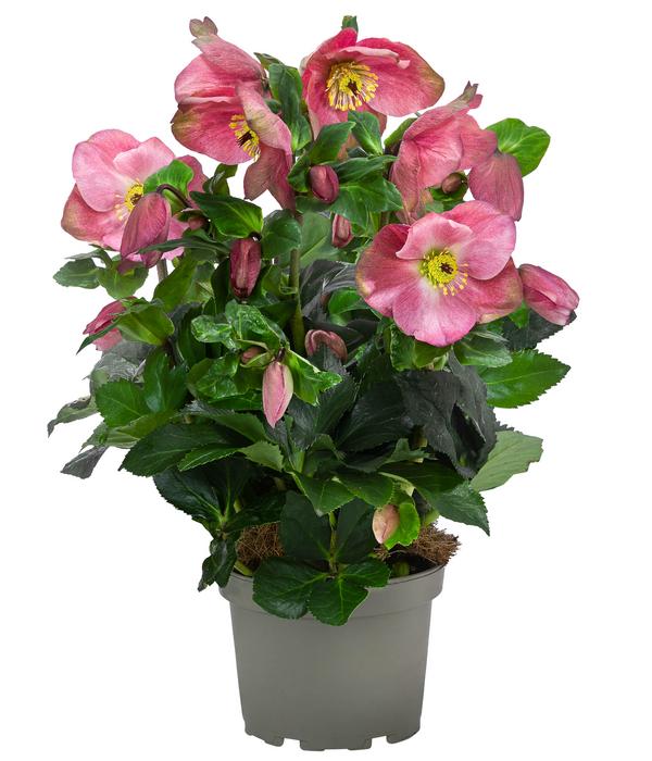 Christrose 'HGC® Winter Ballet® Kacy'