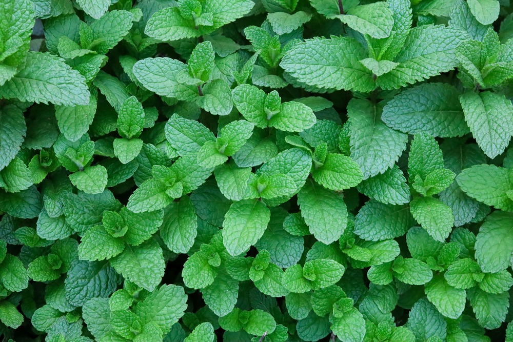 Sachet de graines de menthe verte vraie - sachet de 0,3 grammes - petite entreprise française - made in france