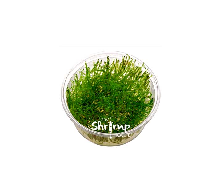 Musgo Leptodictyum Riparium