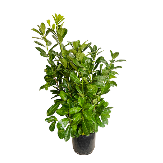 Prunus laurocerasus 'Rotundifolia'- Pot 15L