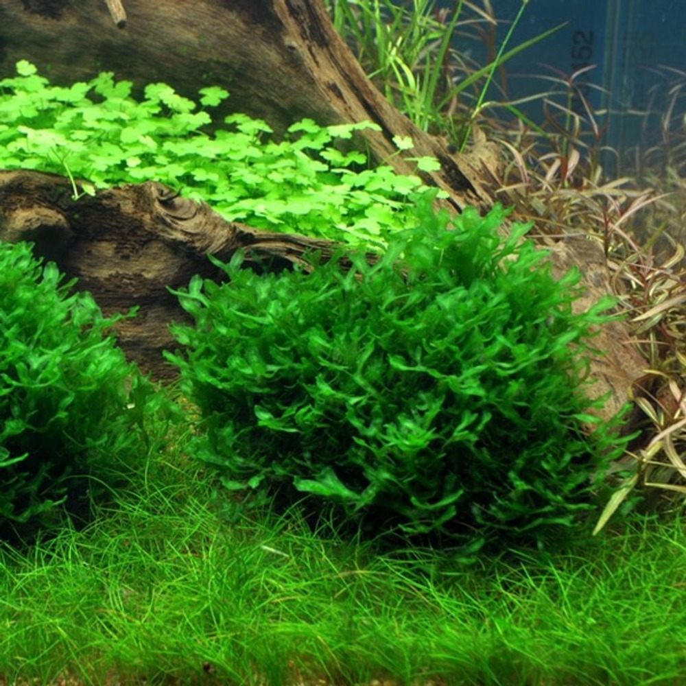 Monosolenium tenerum in vitro