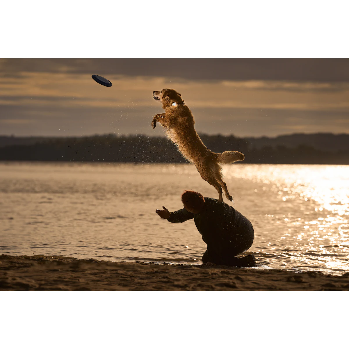 Lildog GPS-sporingsbrikke for hunder