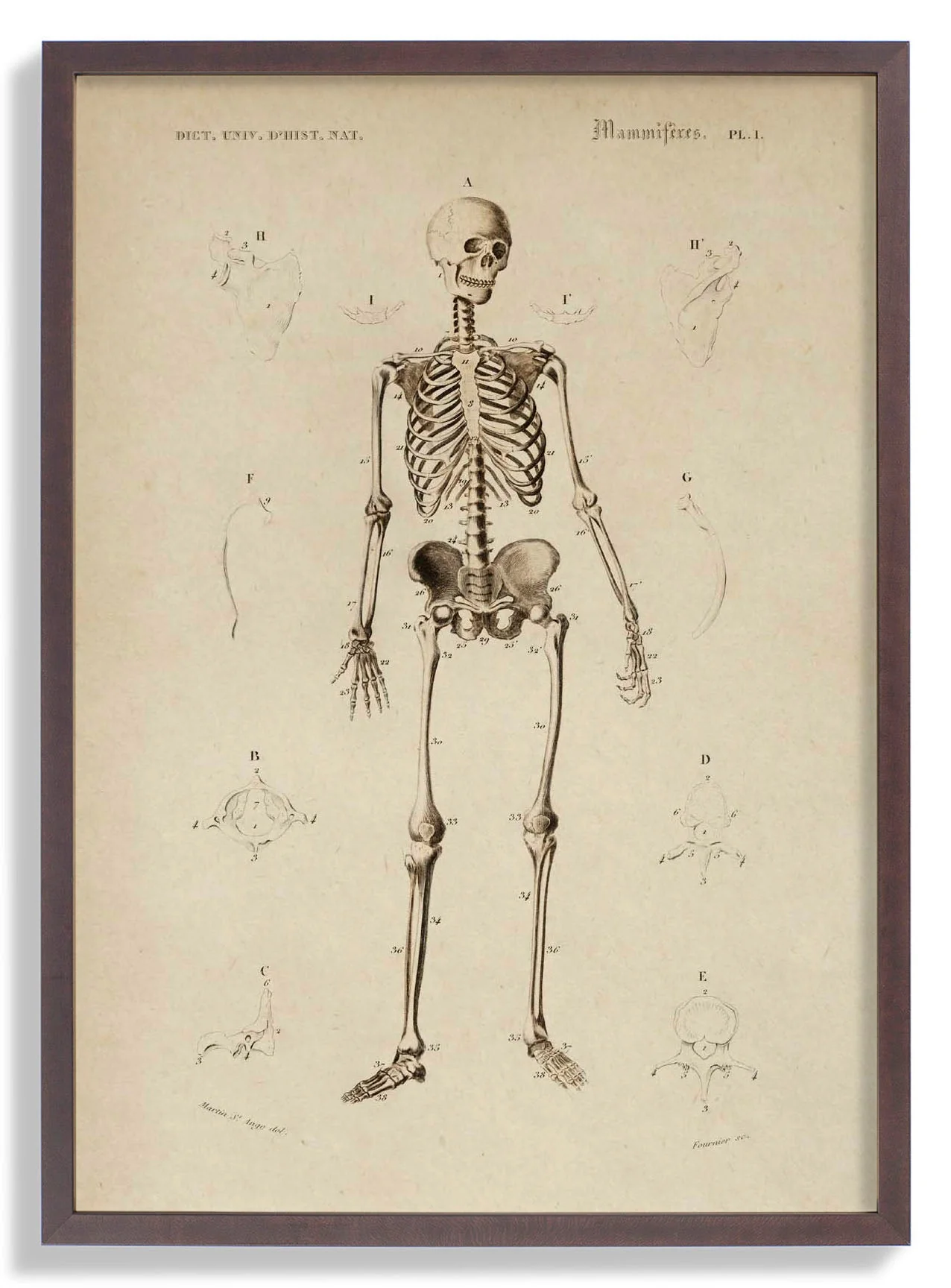 Französisch Skelett Anatomie