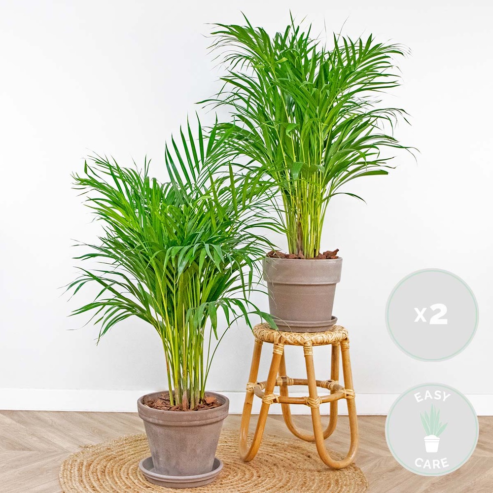 2x dypsis lutescens - golden palm - plante d'intérieur - entretien facile – ⌀20 cm - ↕90-100 cm