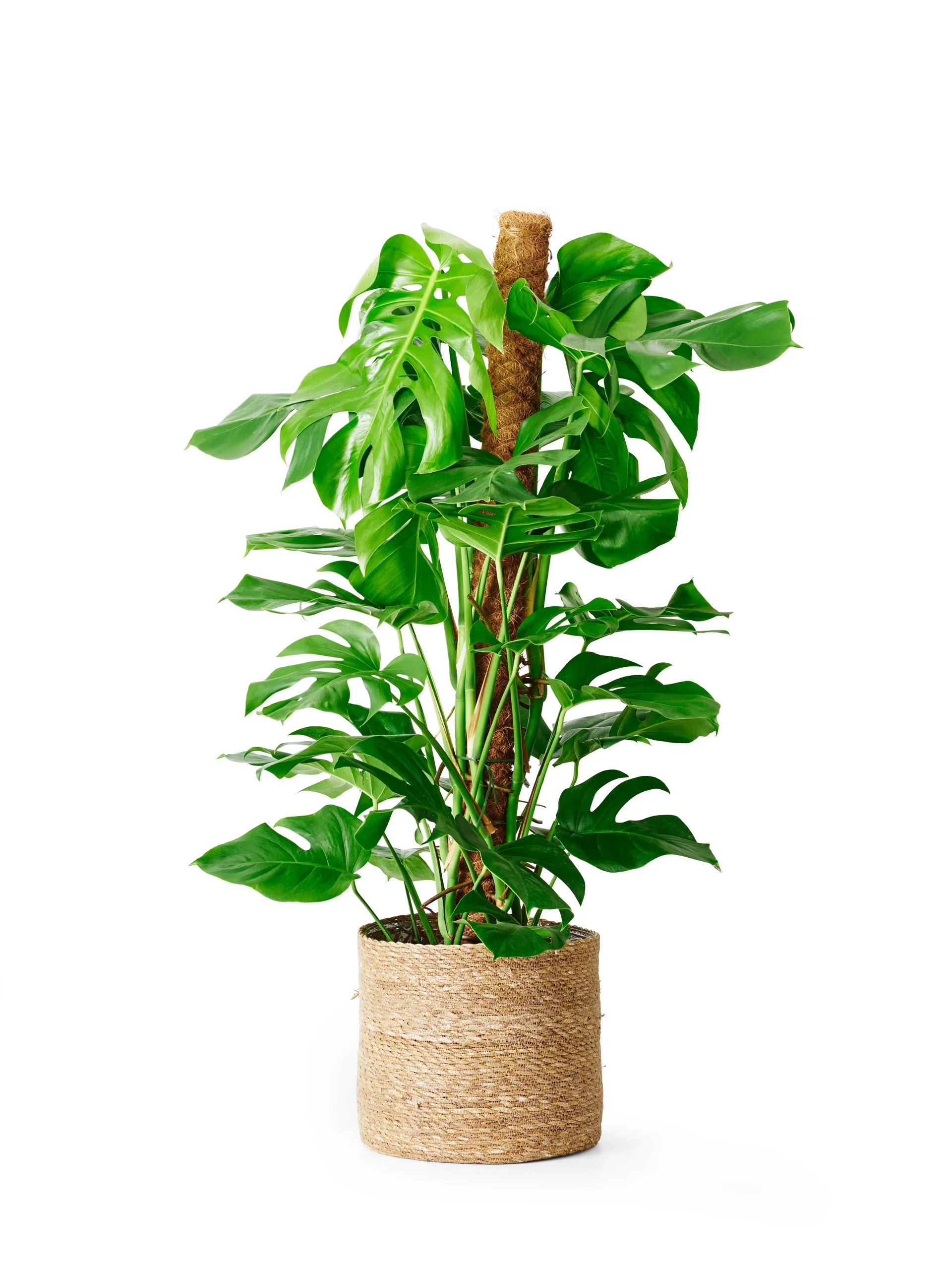 Monstera deliciosa Monstera Høyde 120 cm