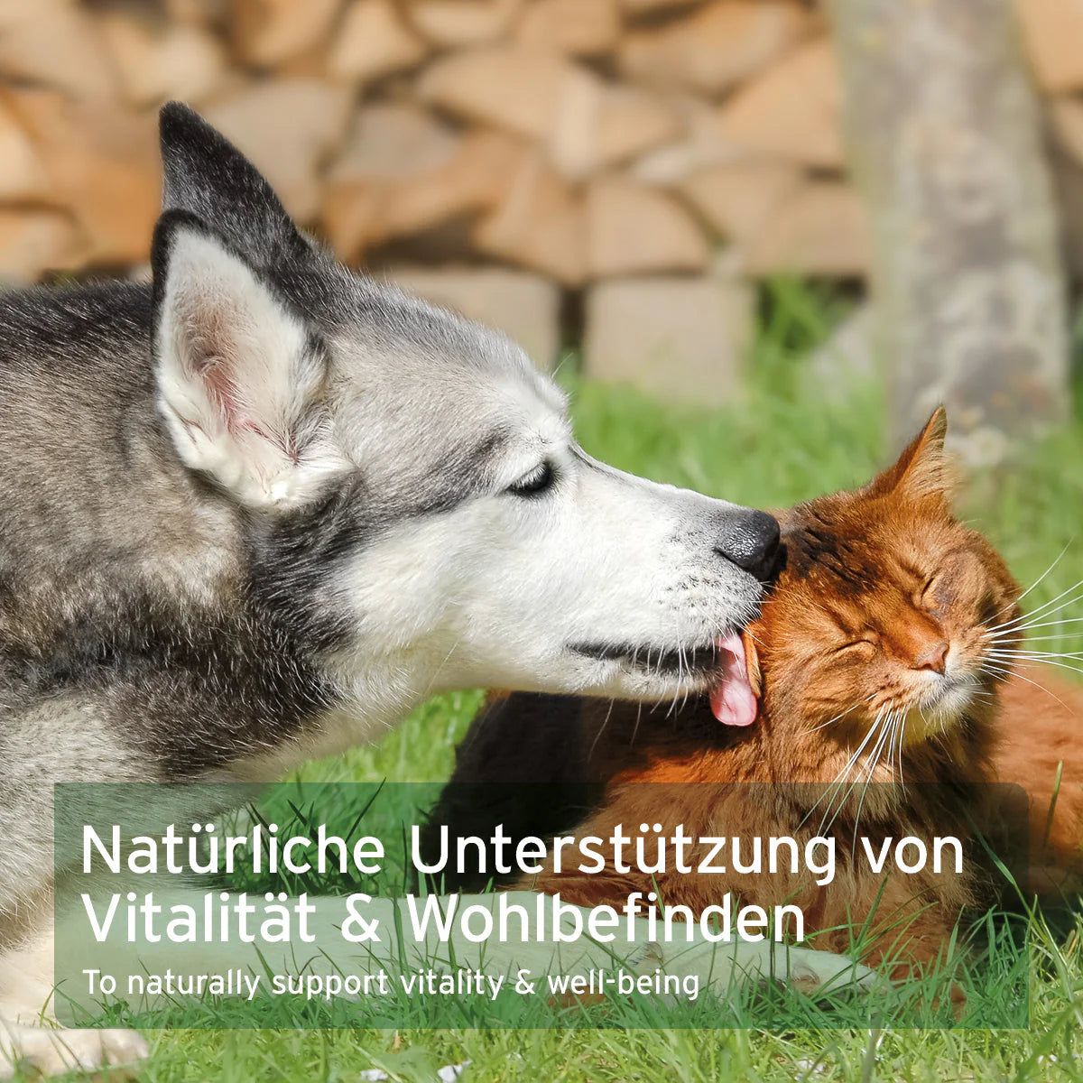 AniForte Muschelkraft Flocken für Hunde und Katzen