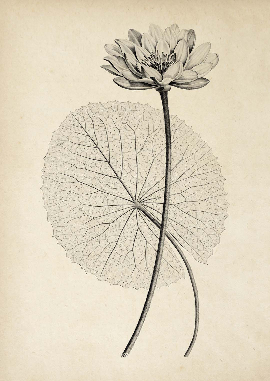 Antike weiße ägyptische Lotusblume