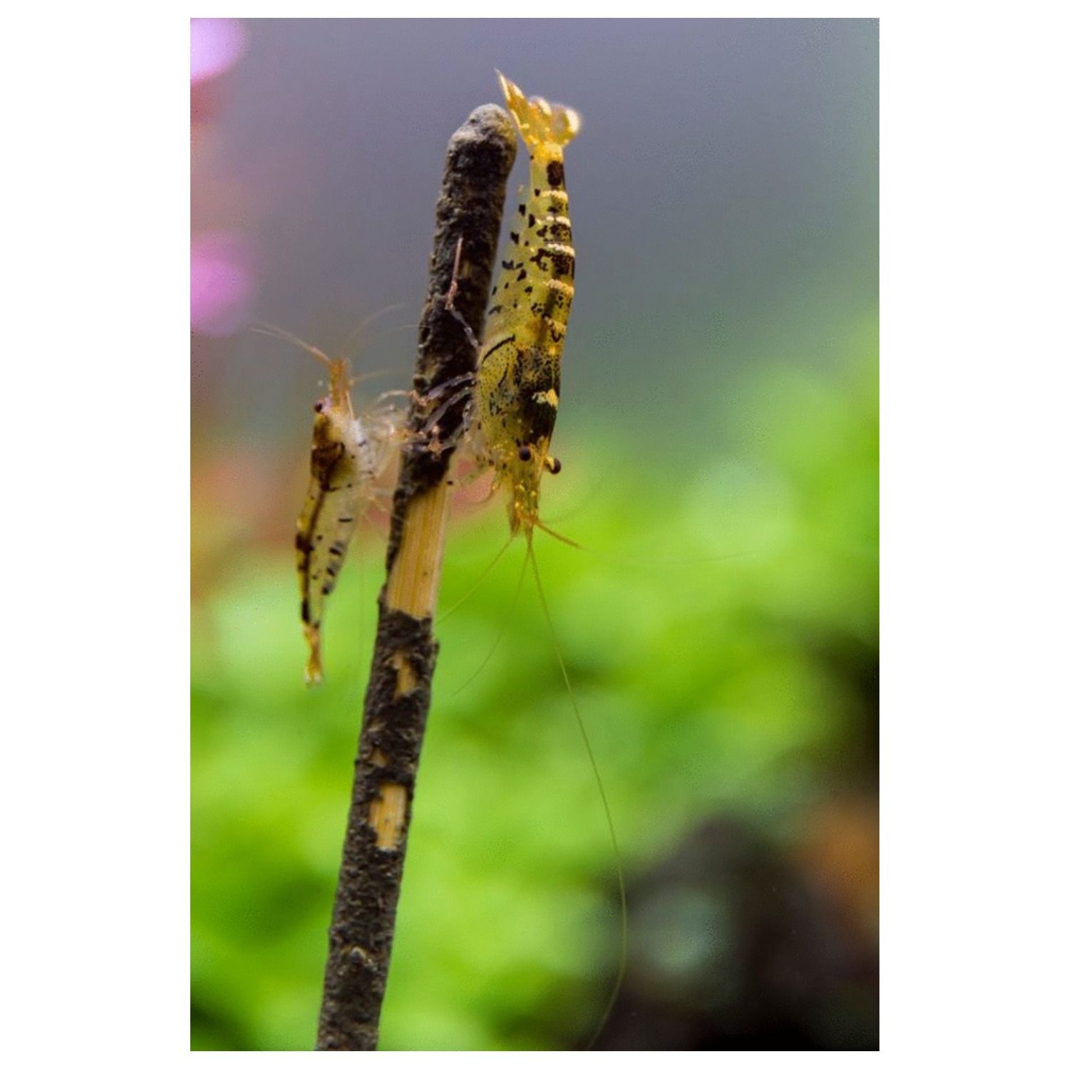 Shrimp Lolly Astaxanthin10 stuks 15g