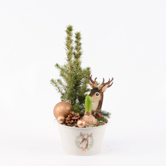 Jacinthe X1 et Picéa déco de noël D15