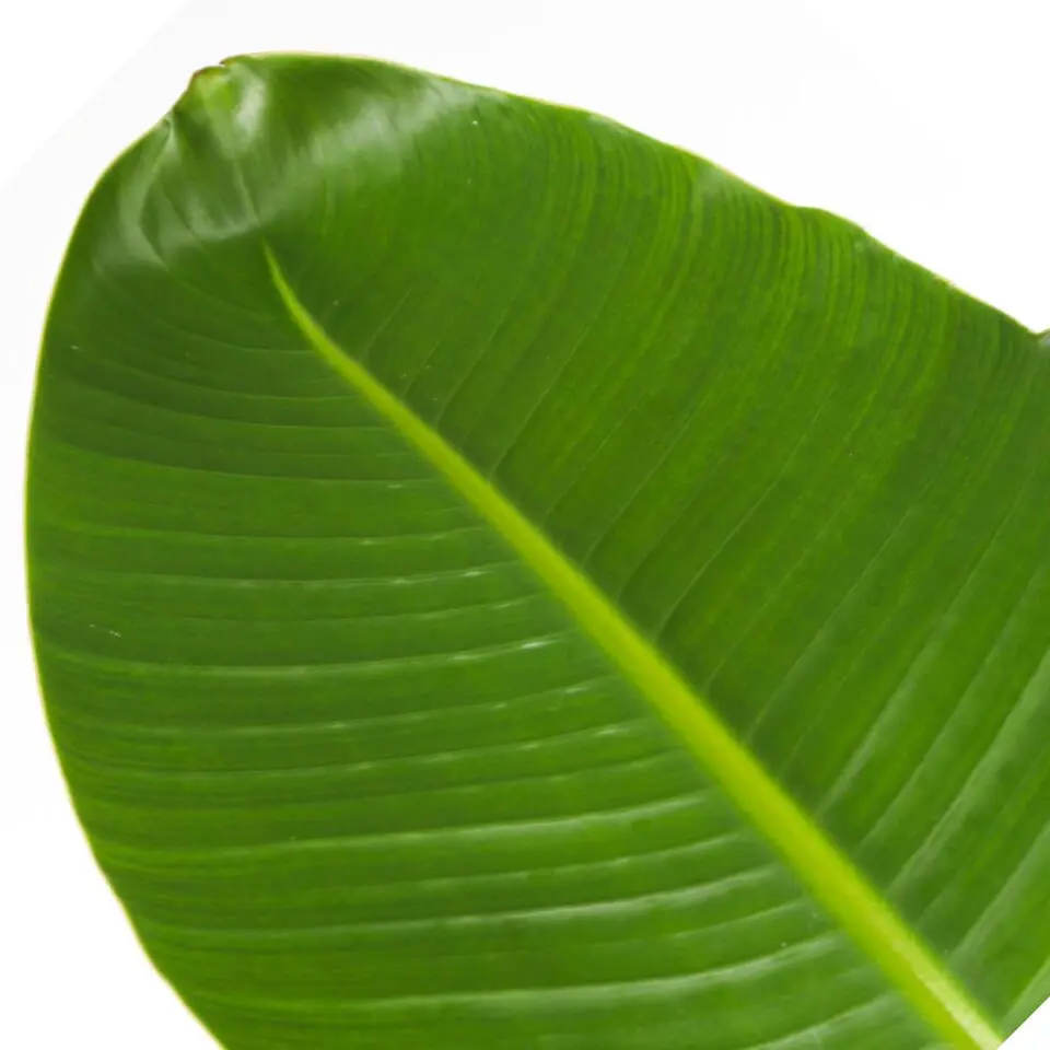 Paradijsvogelplant - Strelitzia nicolai - Hoogte 90-110cm - ⌀21cm