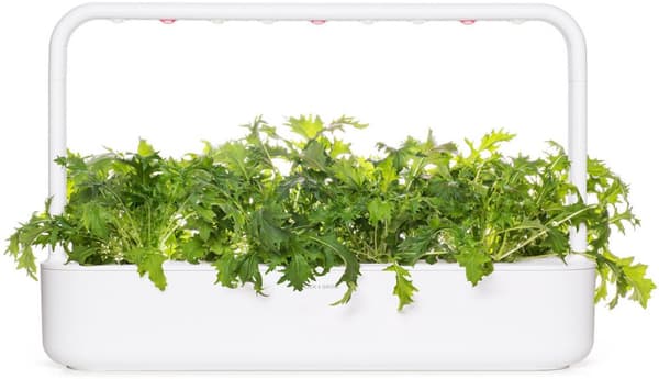 Click & Grow Smart Refill Mizuna 3pcs