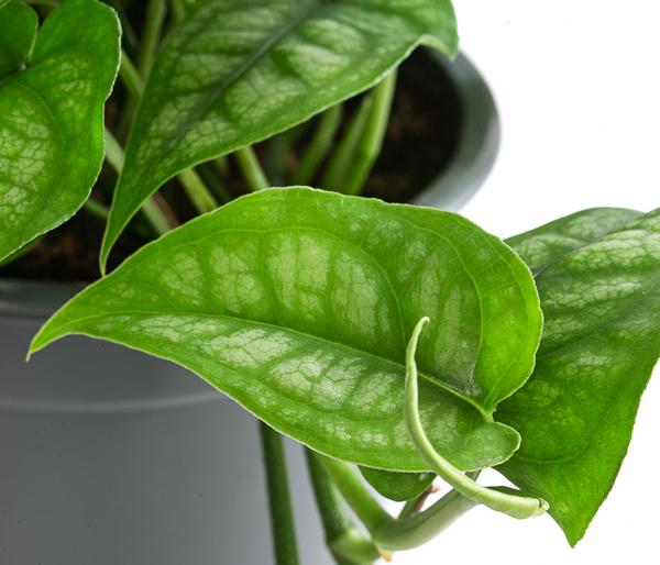 Silbermonstera - Monstera siltepecana