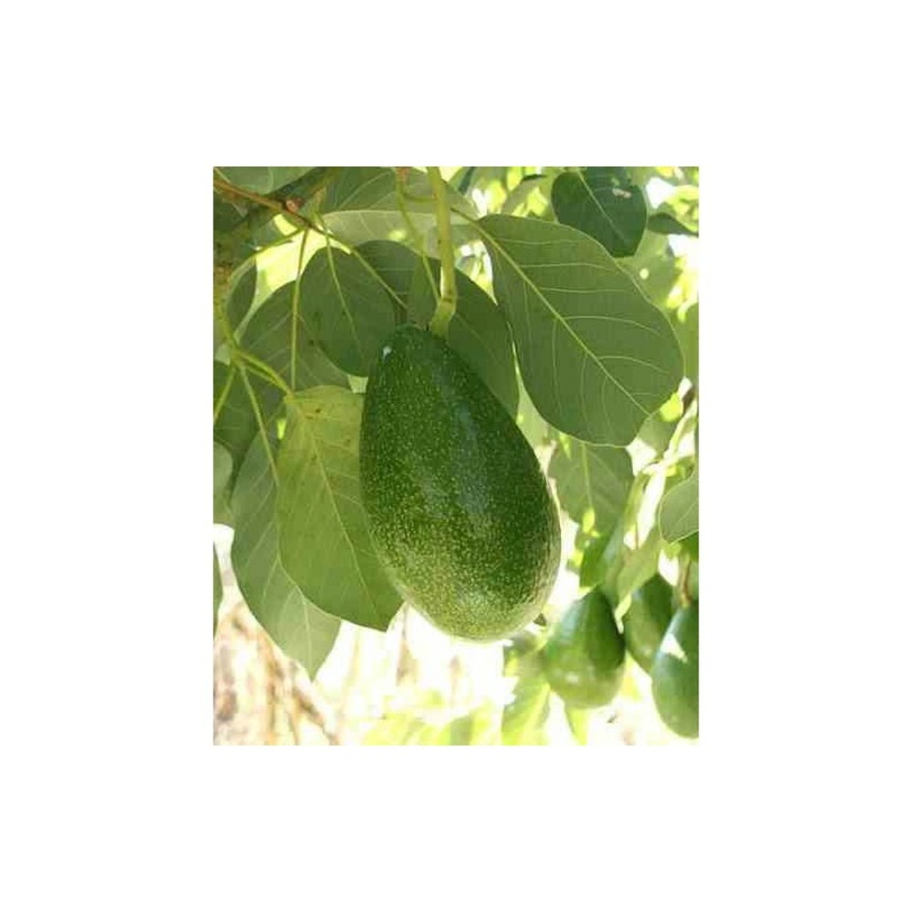 Avocatier persea americana var. Bacon (de greffe) blanc - taille pot de 7 litres ? 60/80 cm