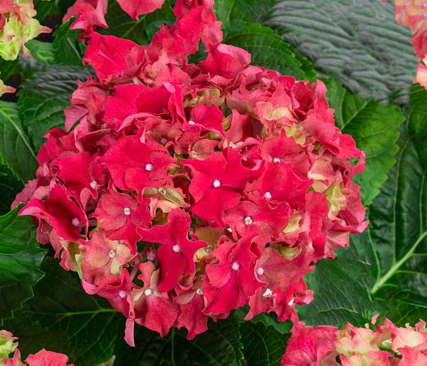 Midi Hortensie - Hydrangea macrophylla,