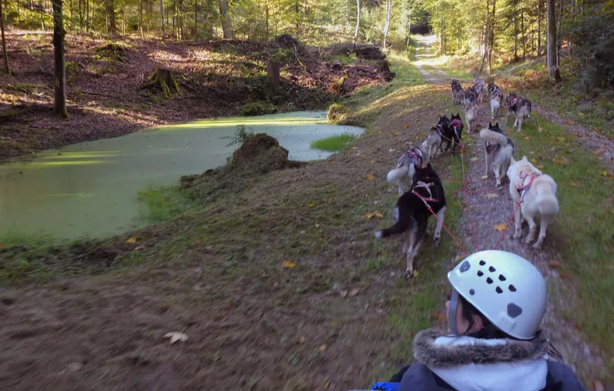 Schlittenhundefahrt Ermenswil