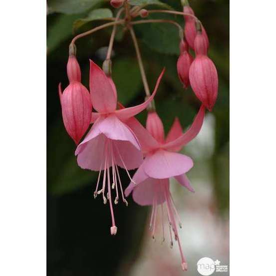 Fuchsia Beacon Rosa : godet vert