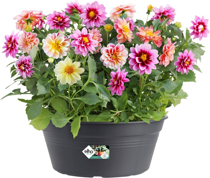 Elho plantenschaal Green Basics zwart D 27 H 11,4 cm
